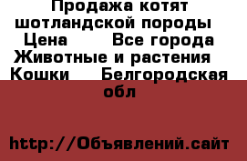 Продажа котят шотландской породы › Цена ­ - - Все города Животные и растения » Кошки   . Белгородская обл.